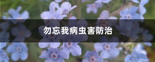 勿忘我病虫害防治