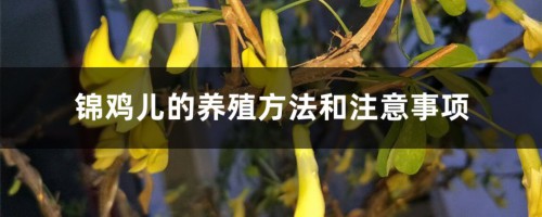 锦鸡儿的养殖方法和注意事项