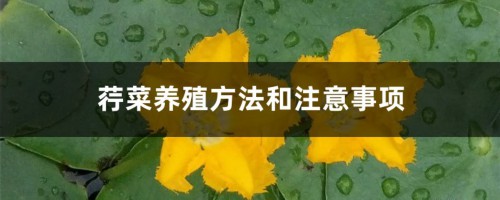 荇菜养殖方法和注意事项