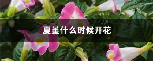 夏堇什么时候开花