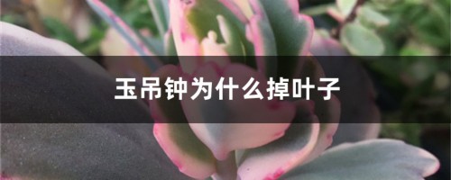 玉吊钟为什么掉叶子