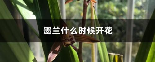 墨兰什么时候开花