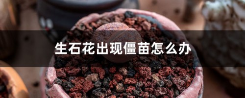 生石花出现僵苗怎么办