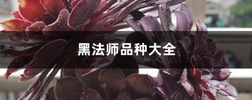 黑法师品种大全