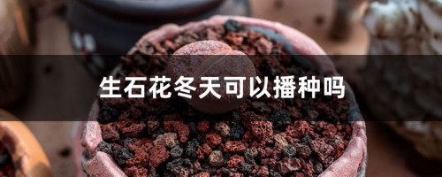 生石花冬天可以播种吗