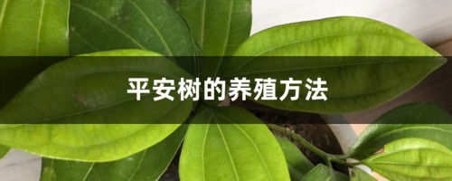 平安树的养殖方法