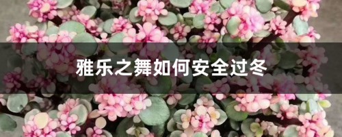 雅乐之舞如何安全过冬