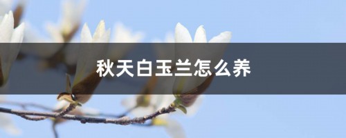 秋天白玉兰怎么养