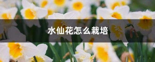 水仙花怎么栽培