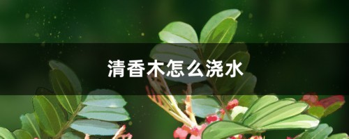 清香木怎么浇水