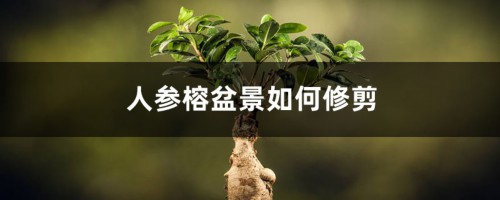 人参榕盆景如何修剪