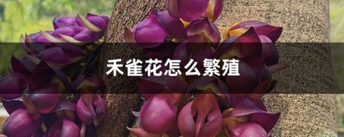 禾雀花怎么繁殖