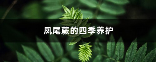 凤尾蕨的四季养护