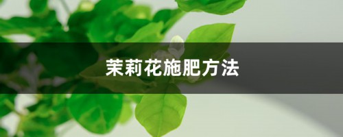 茉莉花施肥方法