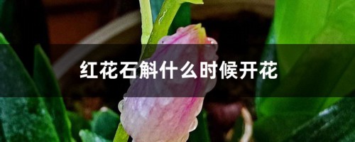 红花石斛什么时候开花