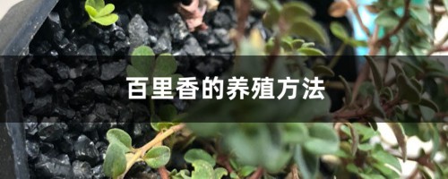 百里香的养殖方法